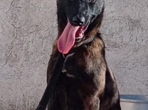 Malinois belge